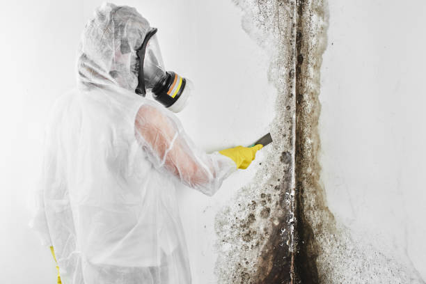 Best Affordable Mold Removal  in Steilacoom, WA