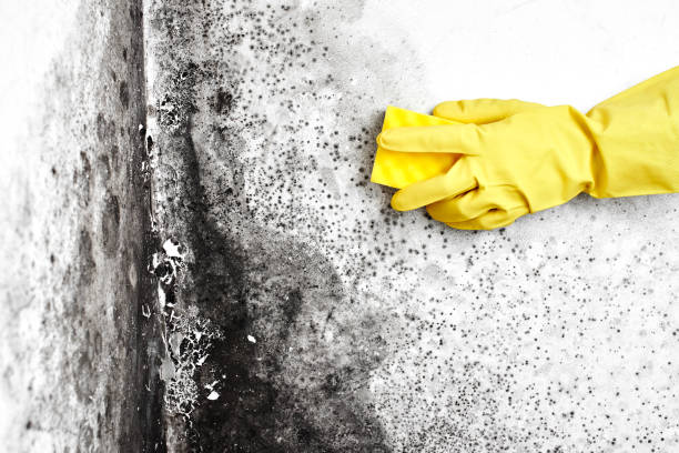 Best Best Mold Removal Companies  in Steilacoom, WA