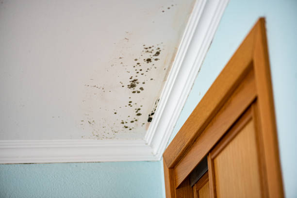 Best Mold Damage Repair  in Steilacoom, WA
