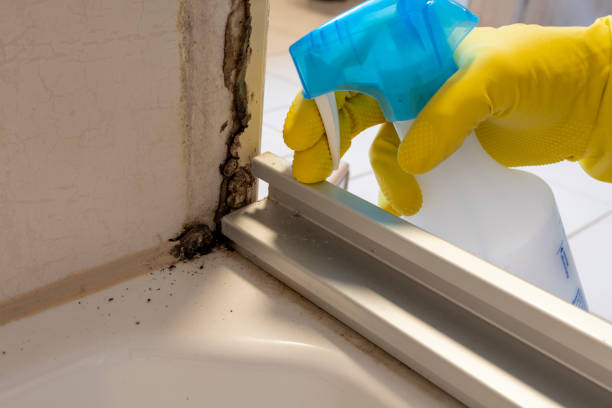 Best Commercial Mold Removal  in Steilacoom, WA