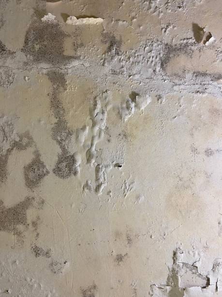 Best Mold Remediation  in Steilacoom, WA