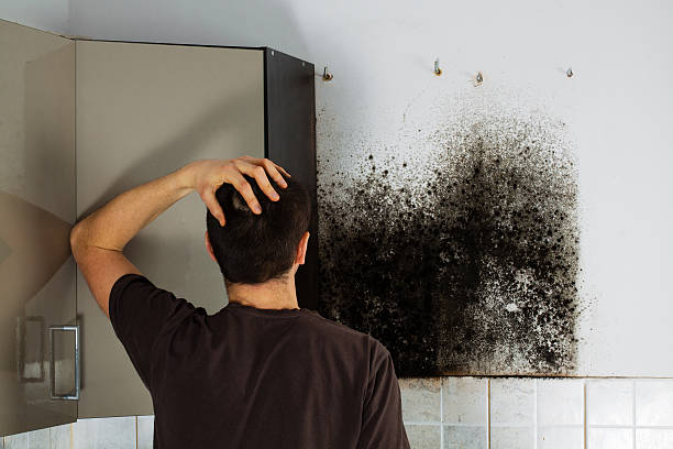 Best Water Damage Restoration  in Steilacoom, WA