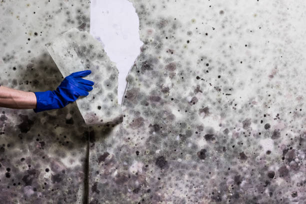 Best Office Mold Removal Services  in Steilacoom, WA